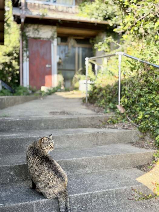 【課程側寫】福岡田野調查：貓島圖片