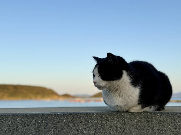 【課程側寫】福岡田野調查：貓島圖片